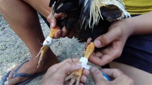 Giới thiệu về cách lên cựa gà