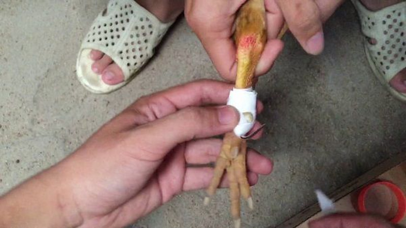 Hướng dẫn các bước lên cựa gà đúng kỹ thuật